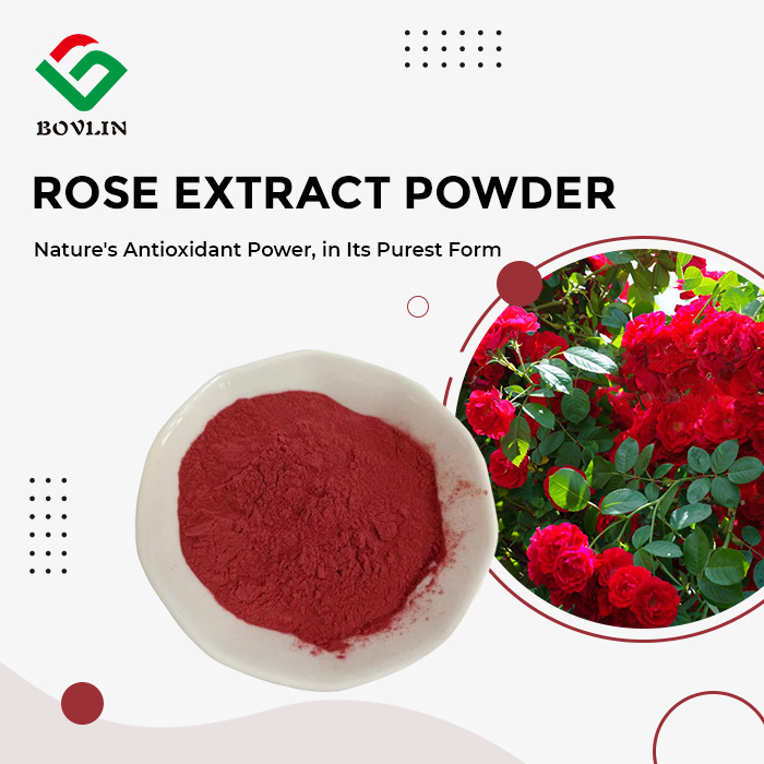 Rose Extract Powder