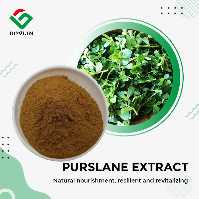 Purslane Extract