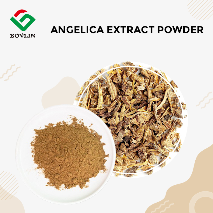 Angelica Extract Powder